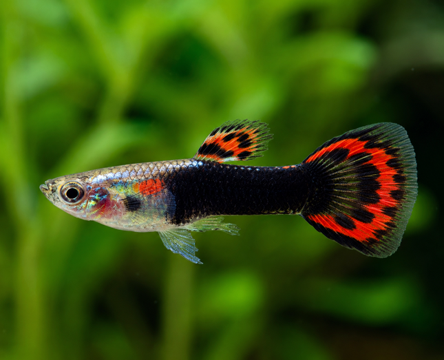 Poecilia wingei - Endler Guppy Japan red/black