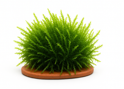Vesicularia dubyana / Jawa moss - Portion