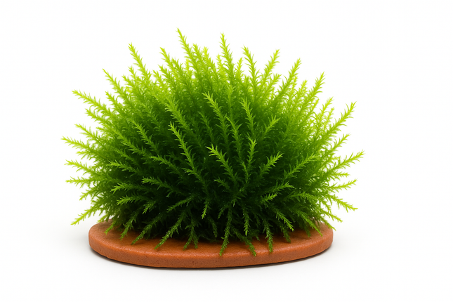 Vesicularia dubyana / Jawa moss - Portion