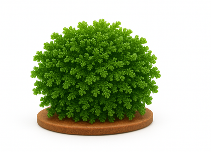 Riccardia chamedryfolia / Mini Coral moss - Portion