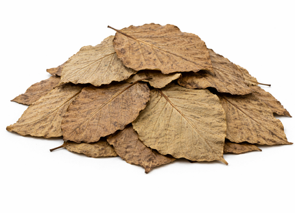 Teakblätter – getrocknet 20 g, abgepackt