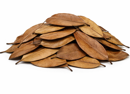 Mangrovenblätter – getrocknet 20 g, abgepackt