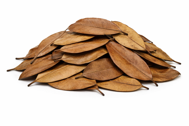 Mangrovenblätter – getrocknet 20 g, abgepackt