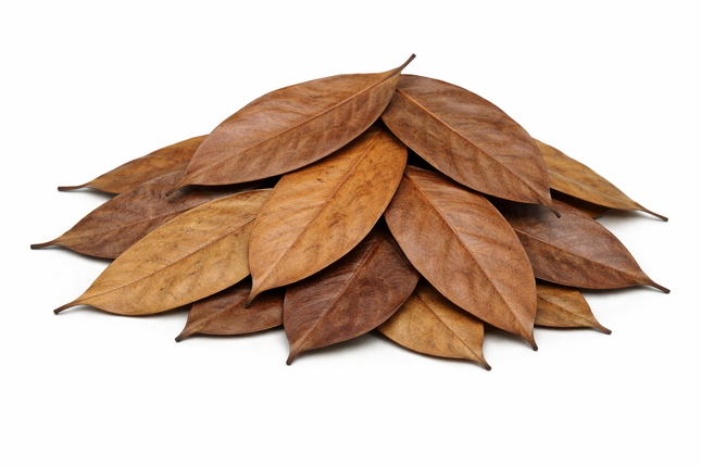 Jackfruchtbaumblätter – getrocknet 10 g, abgepackt