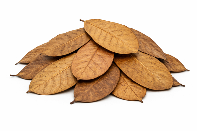 Cashewblätter – getrocknet 10 Stück