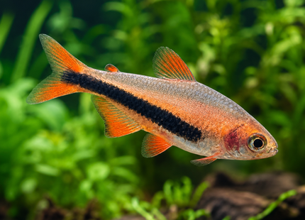 Inpaichthys luizae Königssalmler ''Black Arrow''