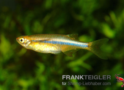 Chela dadyburjori – Kielbauchbärbling