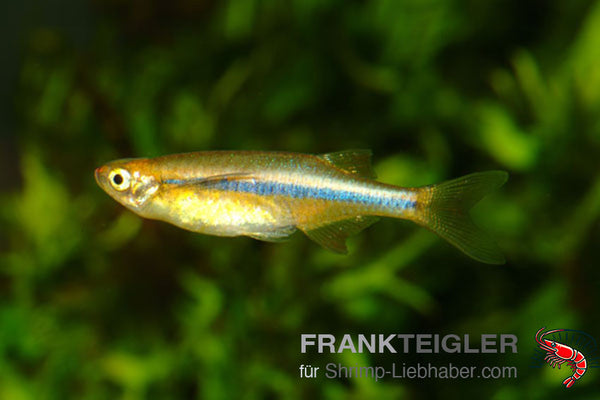 Chela dadyburjori – Kielbauchbärbling