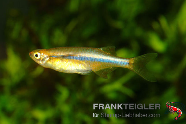 Chela dadyburjori – Kielbauchbärbling