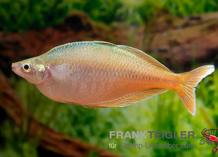 Chilatherina bleheri