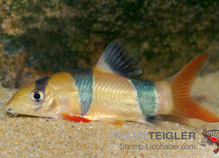 Chromobotia (Botia) macracanthus – Prachtschmerle – Auf Bestellung