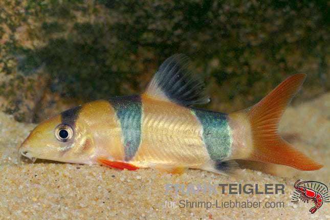Chromobotia (Botia) macracanthus – Prachtschmerle – Auf Bestellung