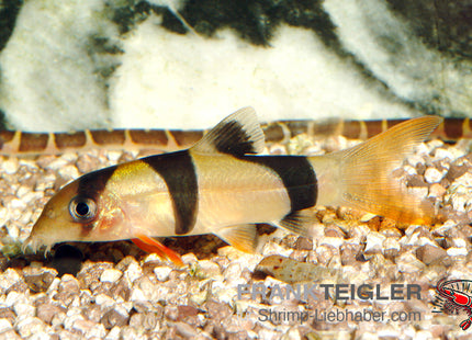 Chromobotia (Botia) macracanthus – Prachtschmerle – Auf Bestellung