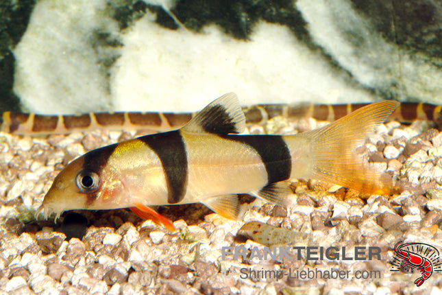 Chromobotia (Botia) macracanthus – Prachtschmerle – Auf Bestellung