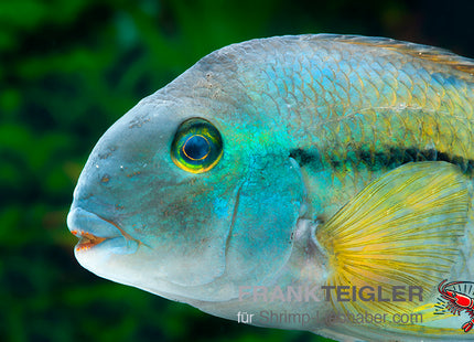 Cichlasoma nicaraguense  – Traumbuntbarsch – Auf Bestellung