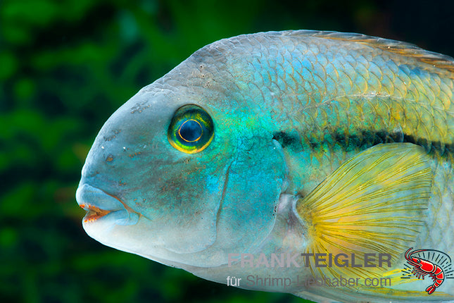 Cichlasoma nicaraguense  – Traumbuntbarsch – Auf Bestellung