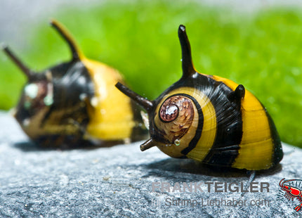 Geweihschnecke - Gelb / Schwarz