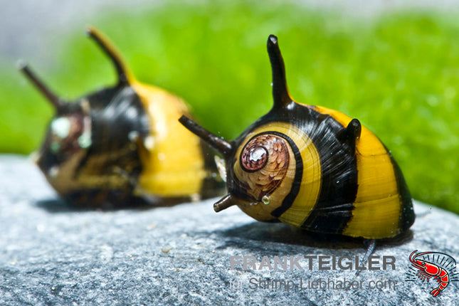 Geweihschnecke - Gelb / Schwarz