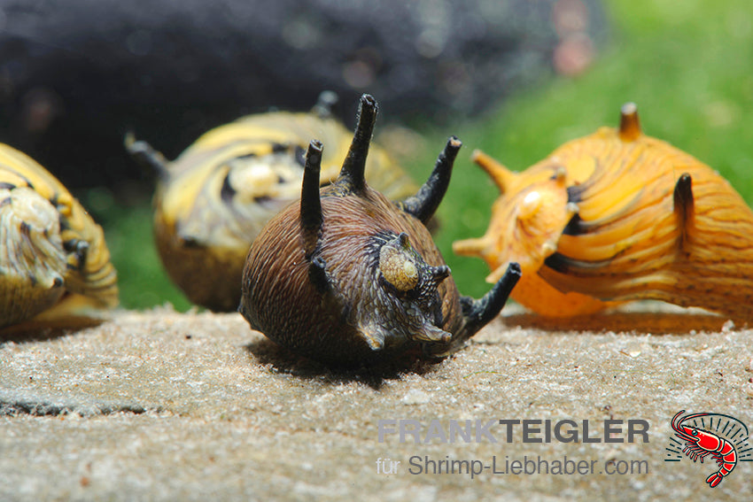 Geweihschnecke - Gelb / Schwarz