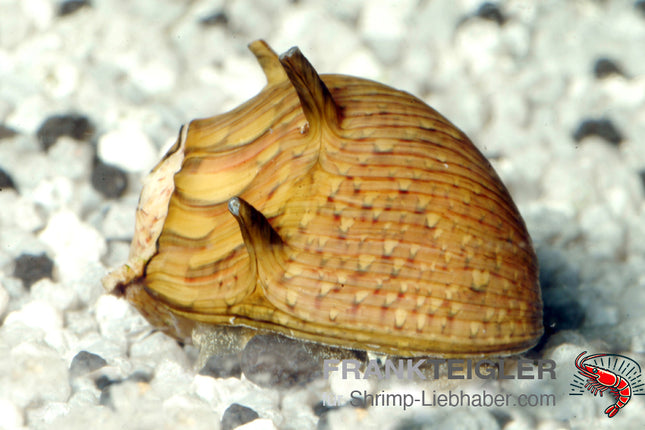 Geweihschnecke Sun