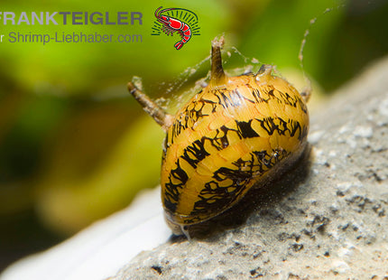 Geweihschnecke "Fancy Tiger" - Clithon sp.