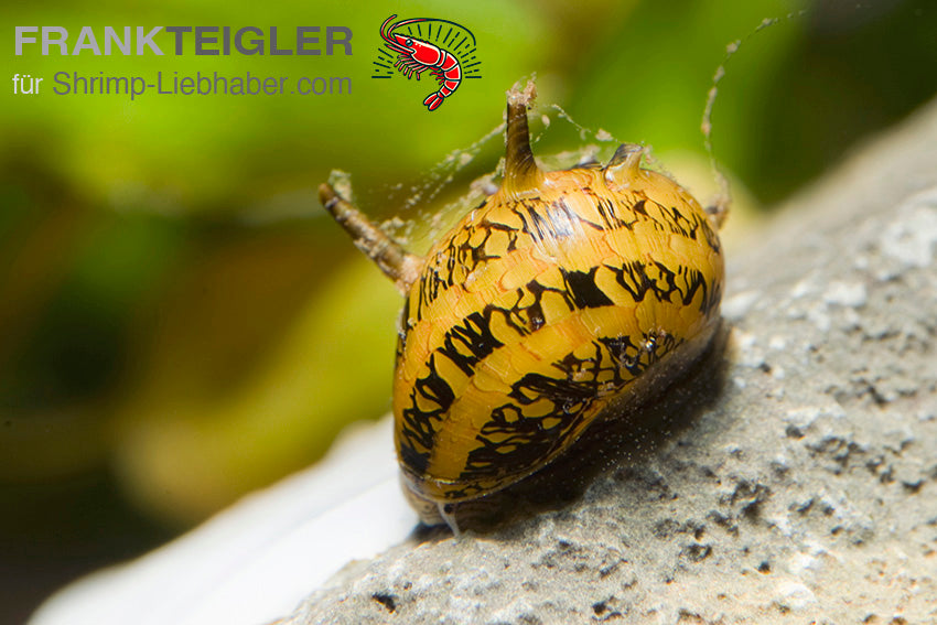 Geweihschnecke "Fancy Tiger" - Clithon sp.