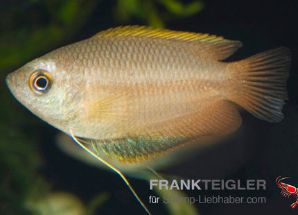 Colisa chuna