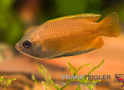 Colisa chuna – Honiggurami – Auf Bestellung