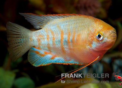 Colisa fasciatus – Gestreifter Fadenfisch XL – Auf Bestellung