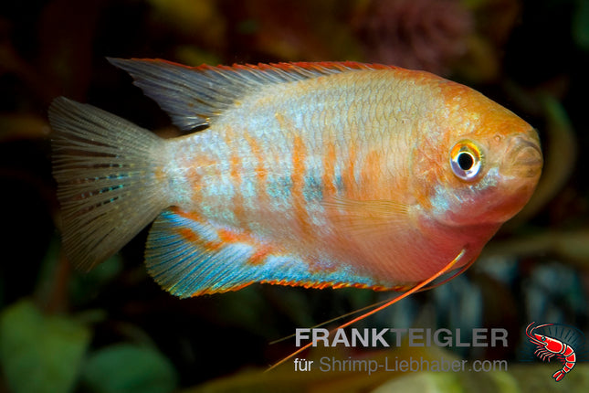 Colisa fasciatus – Gestreifter Fadenfisch XL – Auf Bestellung