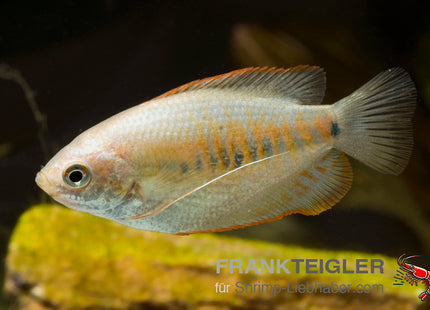 Colisa labiosa – Dicklippen Fadenfisch – Auf Bestellung