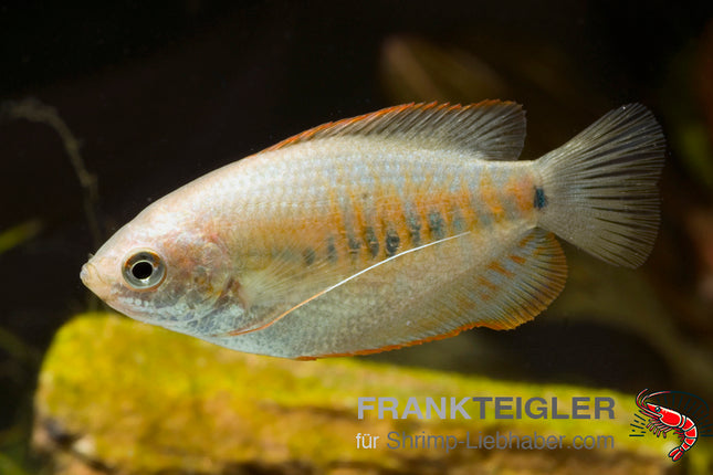 Colisa labiosa – Dicklippen Fadenfisch – Auf Bestellung