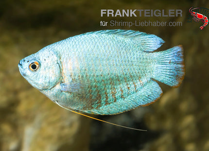 Zwergfadenfisch "Kobalt"