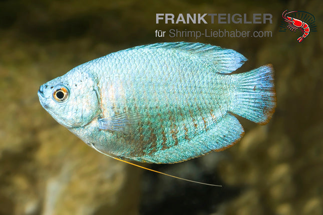 Zwergfadenfisch "Kobalt"