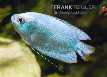 Zwergfadenfisch "Kobalt"