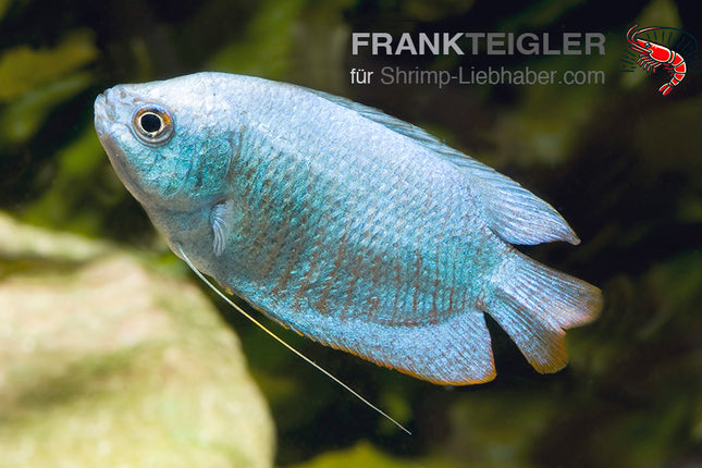 Zwergfadenfisch "Kobalt"