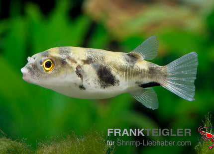 Colomesus asellus – Asselkugelfisch  – Auf Bestellung