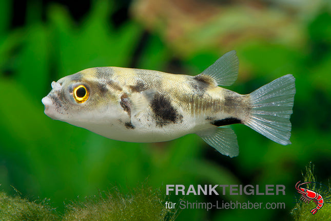 Colomesus asellus – Asselkugelfisch  – Auf Bestellung