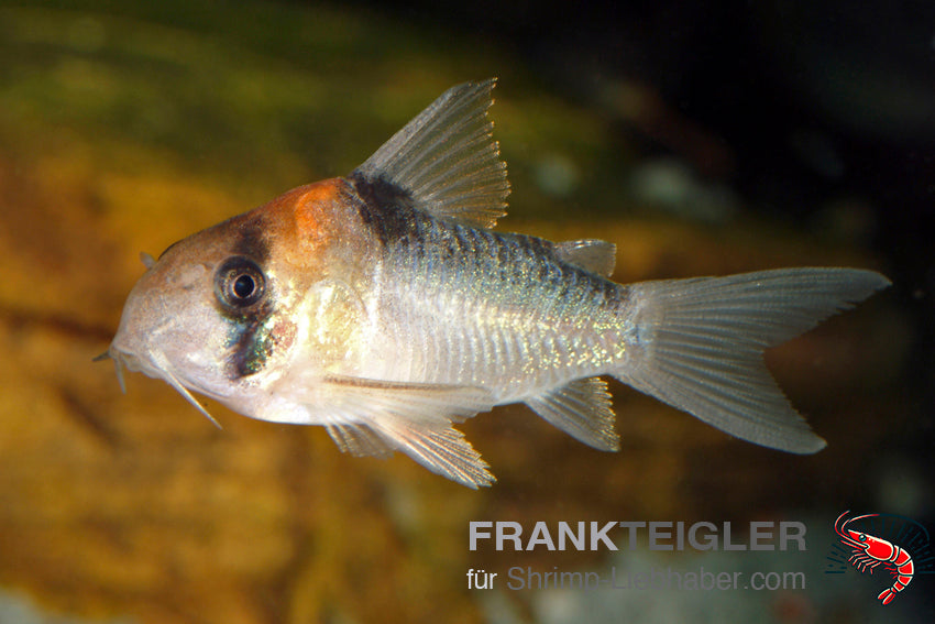 Adolfos Panzerwels – Corydoras adolfoi