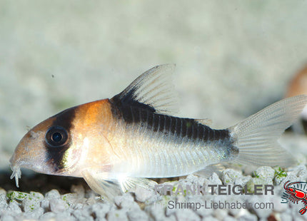 Adolfos Panzerwels – Corydoras adolfoi