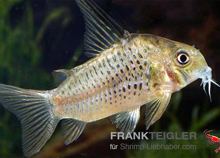Corydoras armatus