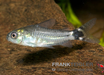 Sichelfleck-Zwergpanzerwels – Corydoras hastatus