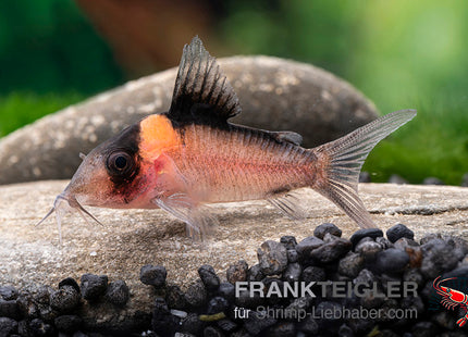 Corydoras imitator_1