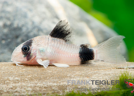 Corydoras panda
