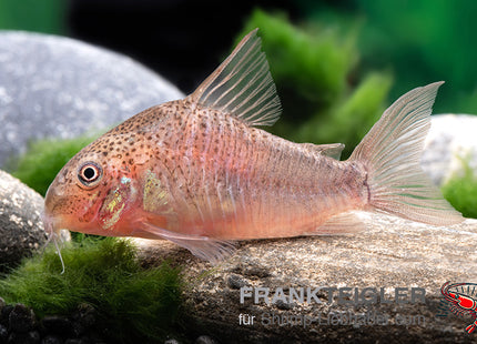 Corydoras polystictus_4