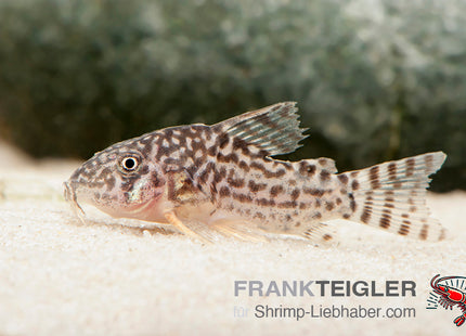 Corydoras sterbai