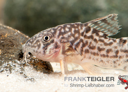 Sterbas Panzerwels – Corydoras sterbai