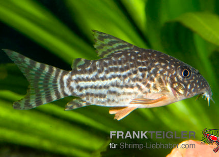 Sterbas Panzerwels – Corydoras sterbai