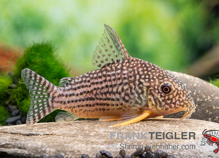 Sterbas Panzerwels – Corydoras sterbai