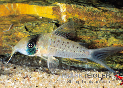 Corydoras sychri